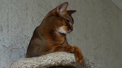 可爱的猫在客厅特写