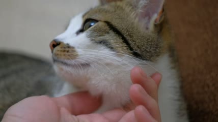 可爱的小猫特写