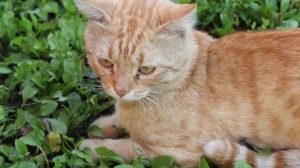 可爱的小猫叫着离开特写