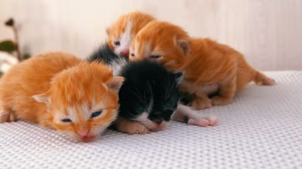 可爱的新生小猫特写