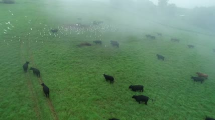 牛羊群白鹭鸟飞越雾天航拍