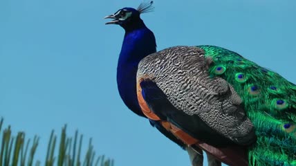 孔雀站在天空下特写