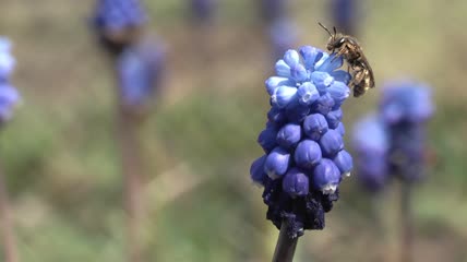 蓝色风信子上的蜜蜂特写