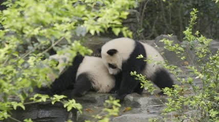 两只小熊猫的石板地面上玩耍