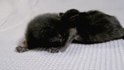 两只新生的黑猫