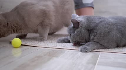 两只英短猫在玩球特写