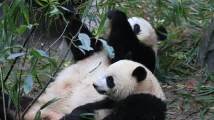 两只正在玩耍的熊猫