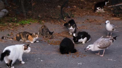 流浪猫和海鸥在街上分享猫粮特写