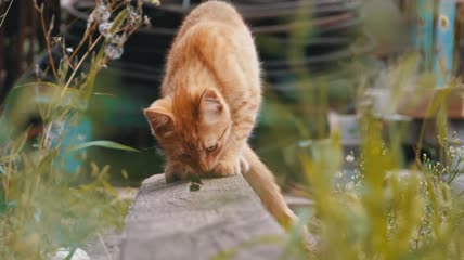 流浪猫寻找食物特写