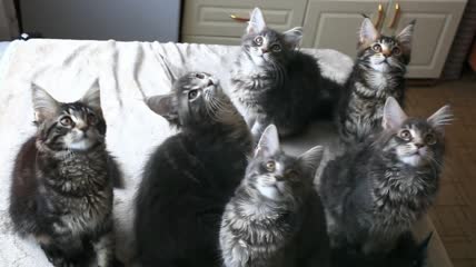 六只小猫来回摆动头特写