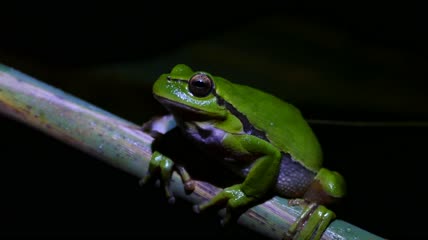 绿色青蛙在黑暗的夜晚呼吸特写