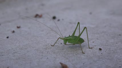 绿色小昆虫在地上吃东西特写