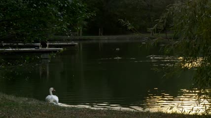 天鹅在湖边游泳实拍