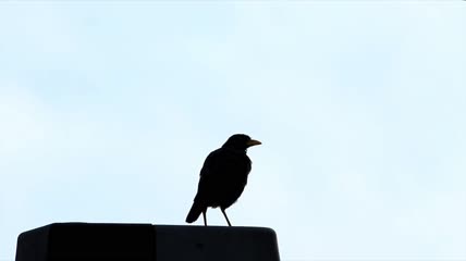 天空中鸟儿的剪影实拍