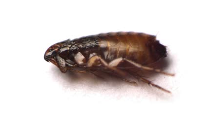 跳蚤昆虫宏观视频