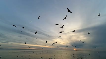 退潮时的海鸥实拍