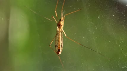 蚊子的特写