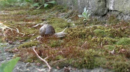 蜗牛在草地上爬行