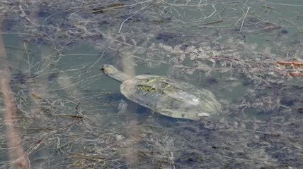 乌龟在浑浊的池塘里吃东西特写