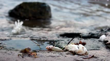 污染海岸上的死鱼特写