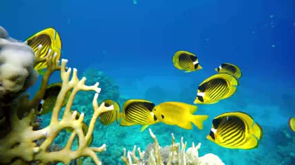 五彩斑斓的海底世界视频