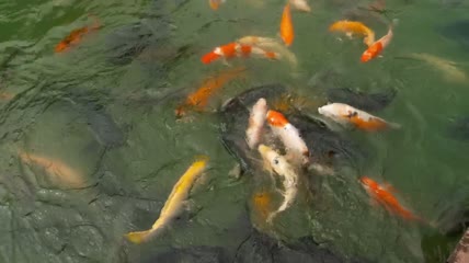 五彩锦鲤鱼在池塘里游泳特写