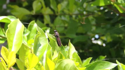 小昆虫在花园的叶子上眺望特写