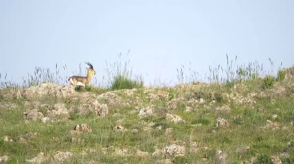 小鹿在山上行走