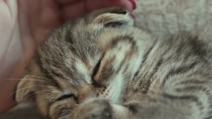 小猫安心的熟睡