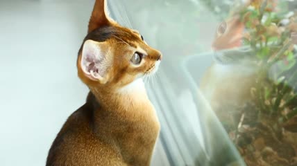 小猫盯着窗户特写