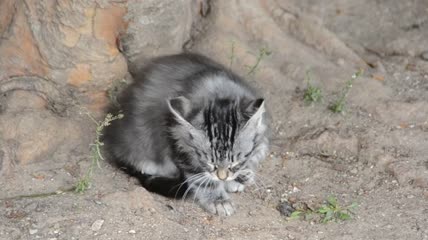 小猫室外清洁特写