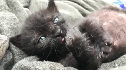小猫躺着玩耍