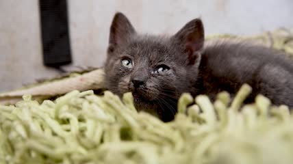 小猫慵懒的躺着