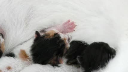 新生的猫和它们的母亲特写