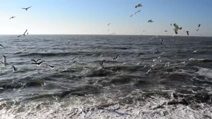 许多海鸥在海边飞翔