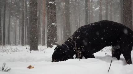 雪地里的狗狗