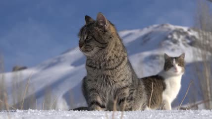 雪地里的猫咪