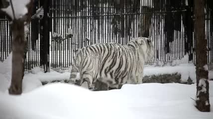 雪地里行走的白虎