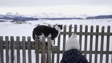 雪景里栅栏上的猫实拍