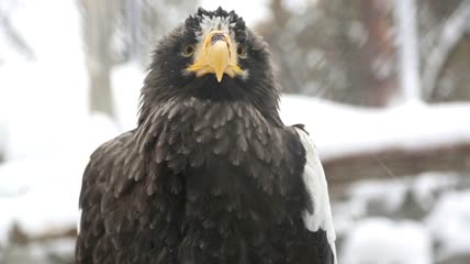 雪中的鹰特写