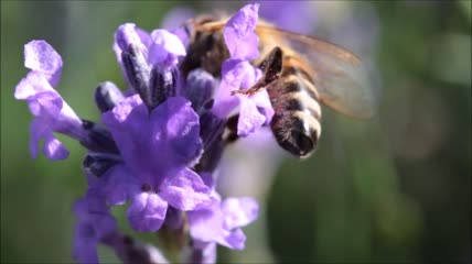 薰衣草上的蜜蜂