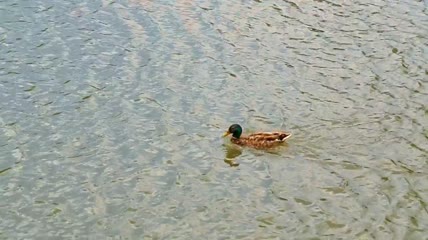 鸭子逆流而上