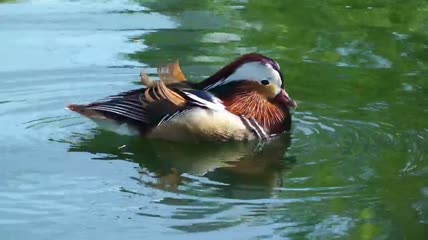 鸭子在湖里喝水