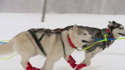 一队哈士奇雪橇狗在雪地里跑特写