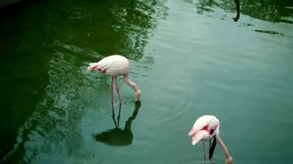 一对火烈鸟在湖里喝水实拍