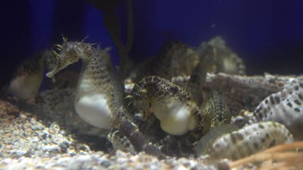 一群海马在水族馆里特写