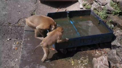 一群猴子在盛水的容器里洗澡实拍