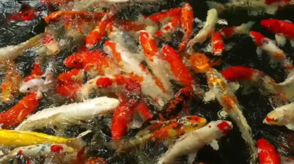一群锦鲤鱼在水里游泳特写