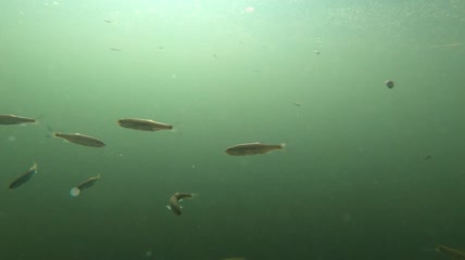 一群小鱼在内卡河游泳实拍