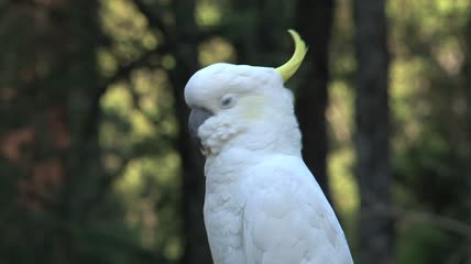 一只白色鹦鹉的特写镜头